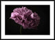 "Poppy" Framed Digital Print by Lotte Gronkjaer, 44x32"