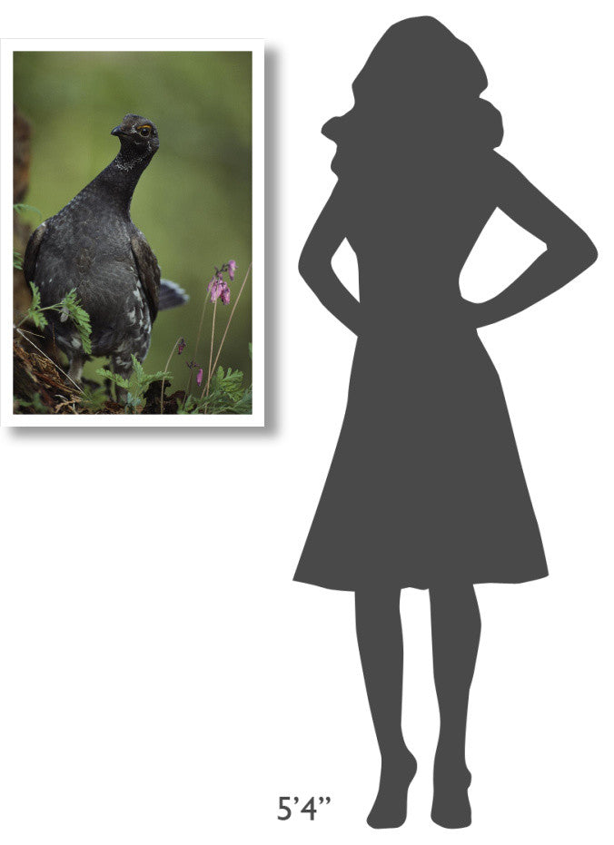 "Blue Grouse, North America" Digital Paper Print by Tim Fitzharris, 22"x32"