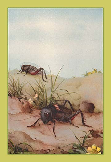 The Field Cricket - Gallery Wrapped Canvas Art 28" x 42"