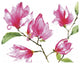 "Bright Magnolias" Digital Paper Print by Anne Tavoletti, 22"x18"