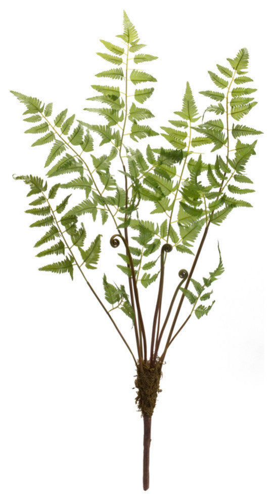 Fern Bundle, 6-Piece Set
