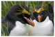 "Macaroni Penguin pair, Cooper Bay, South Georgia Island" Paper Art, 32"x22"
