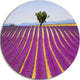 Lavender And Lonely Tree Uphill, Landscape Disc Metal Wall Art, 23"
