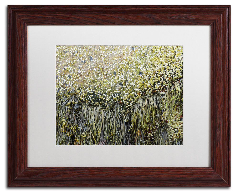 Nicole Dietz 'Barnacles' Matted Framed Art, Wood Frame, White, 14x11