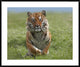 "Siberian Tiger running, native to Russia"  by Tim Fitzharris, 43x36"