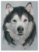Rusty Frentner ''Husky Dog'' Canvas Art, 32"x24"