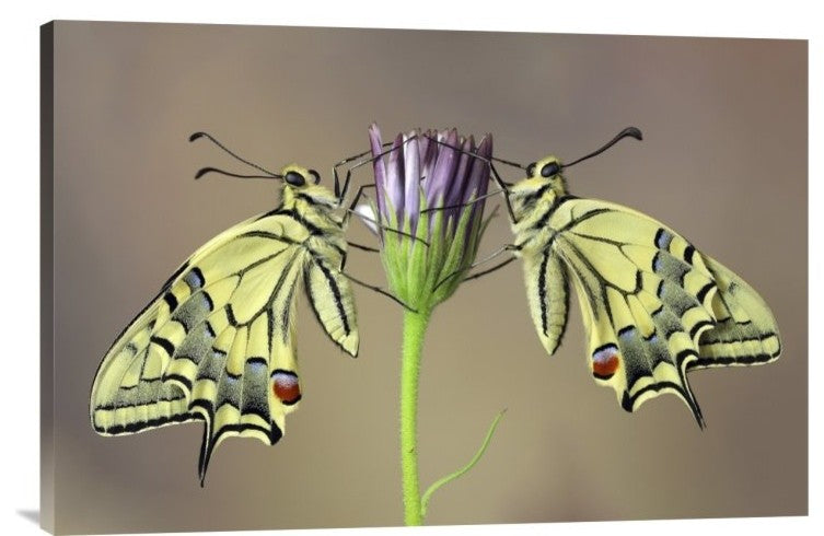 "Symmetry" Stretched Canvas Giclee by Jimmy Hoffman, 30"x20"