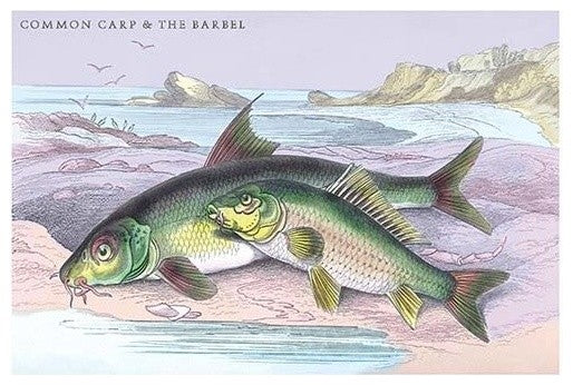 Common Carp and the Barbel - Gallery Wrapped Canvas Art 28" x 42"