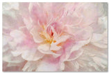 Cora Niele 'Pink Peony' Canvas Art, 22x32