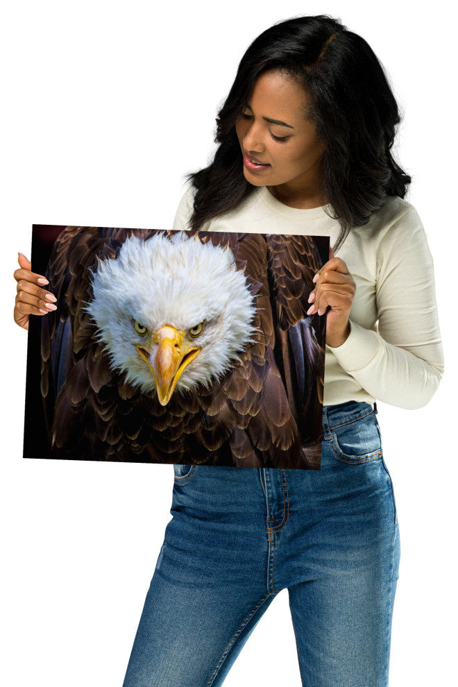 Bald Eagle Portrait Close-up Loose Wall Art Print, 11" X 14"