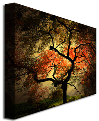 'Japanese' Canvas Art by Philippe Sainte-Laudy