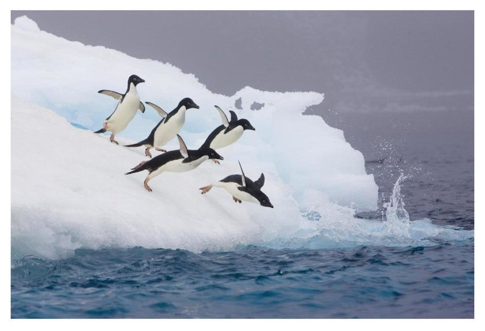 "Adelie Penguin diving off iceberg, Paulet Island" Paper Art, 38"x26"