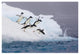 "Adelie Penguin diving off iceberg, Paulet Island" Paper Art, 38"x26"