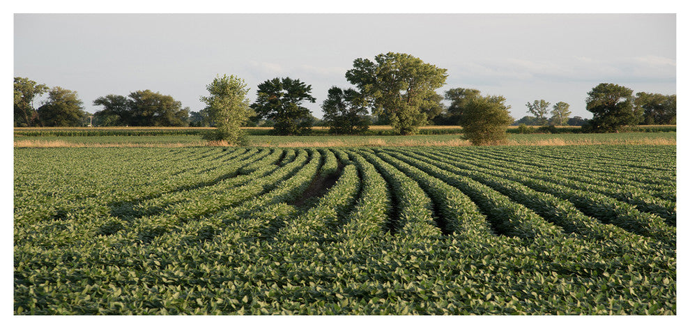 Wisconsin Soybean Field Rows, Landscape Canvas Art Print, 60"x28"