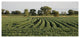 Wisconsin Soybean Field Rows, Landscape Canvas Art Print, 60"x28"