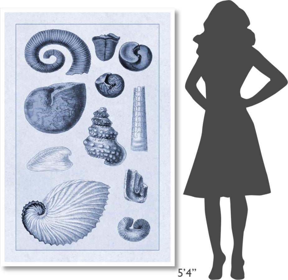 "Shells: Ammonacea (Blue)" Digital Paper Print by G.B. Sowerby, 42"x62"