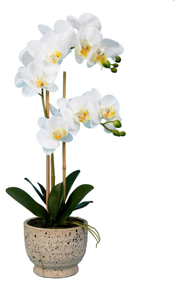Vickerman 23" White Phal in Pot Real Touch