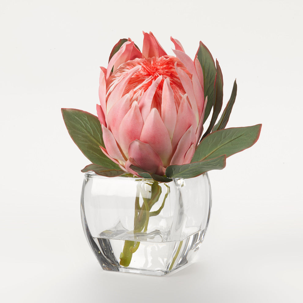Pink queen protea in glass cube
