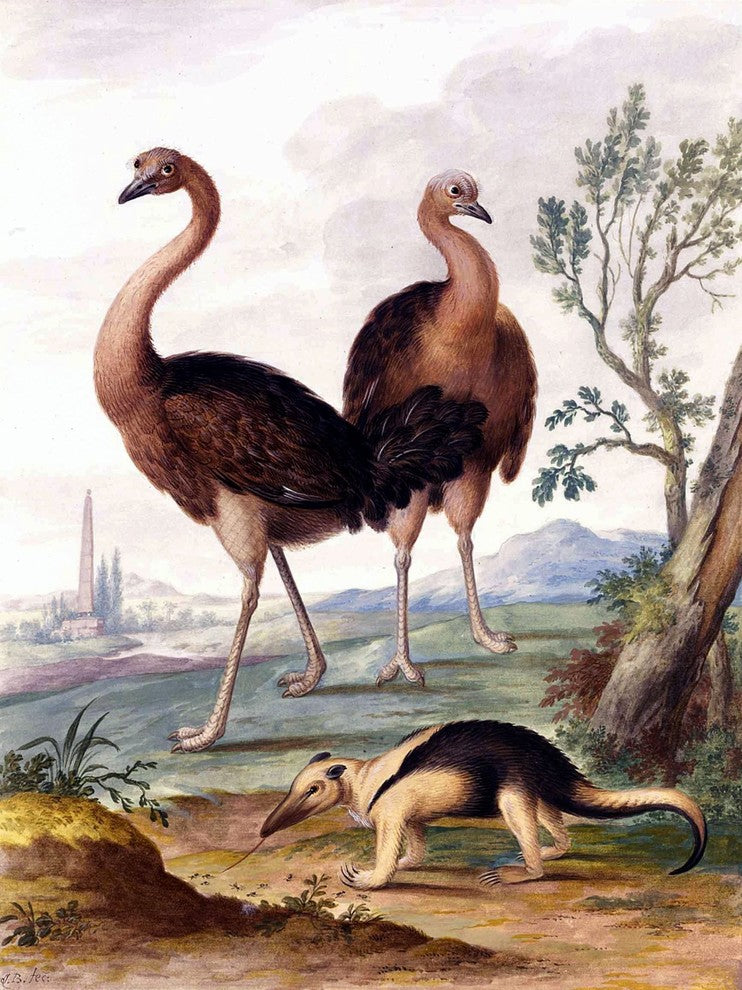 Tile Mural Two Ostriches By Johannes Bronckhorst, 6"x8", Matte