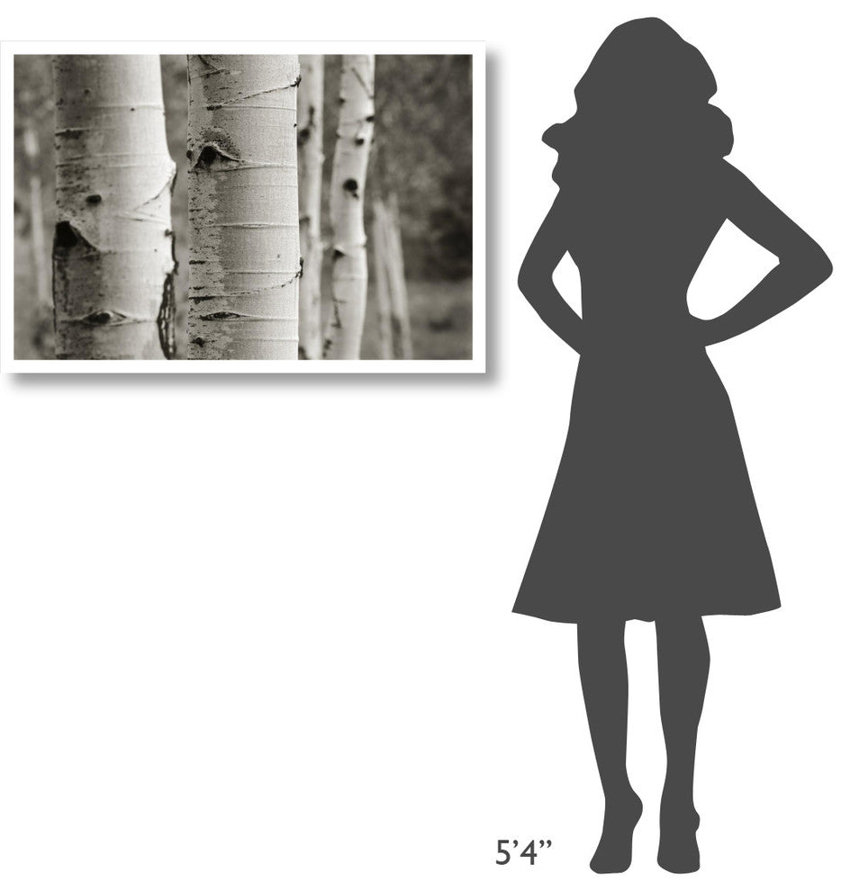 "Aspens III" Digital Paper Print by Debra Van Swearingen, 38"x26"