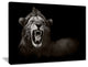 "Lion Displaying Fiery Face" Animal Digital Canvas Print, 20"x12"