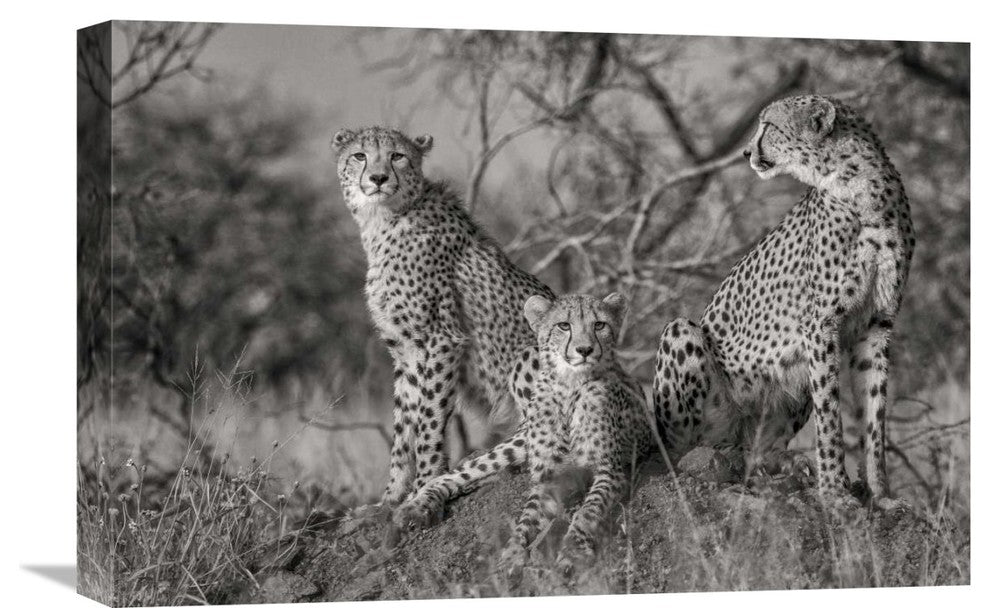 "Three Cats" Stretched Canvas Giclee by Jaco Marx, 22x15"