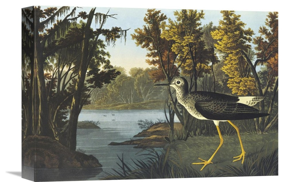 "Yellow Shank" Stretched Canvas Giclee by John James Audubon, 16"x11"