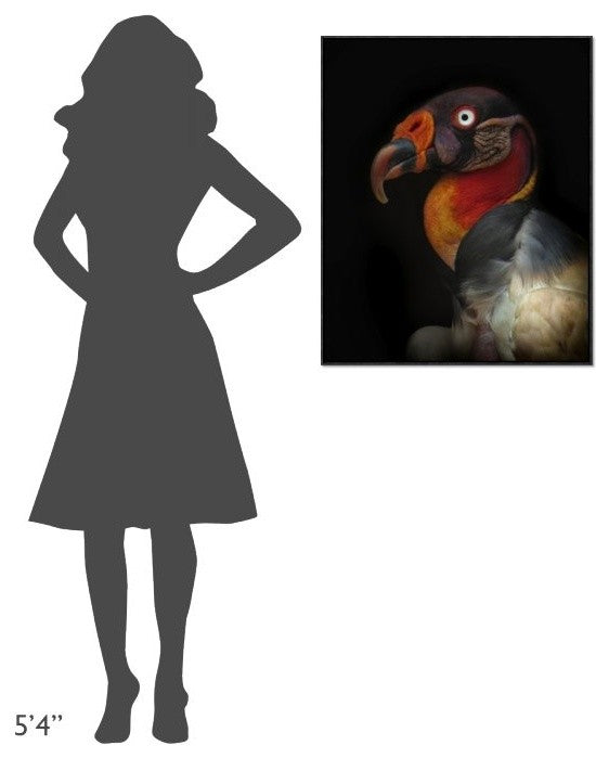 "King Vulture-Sarcoramphus Papa"  by Ferdinando Valverde, 25x31"