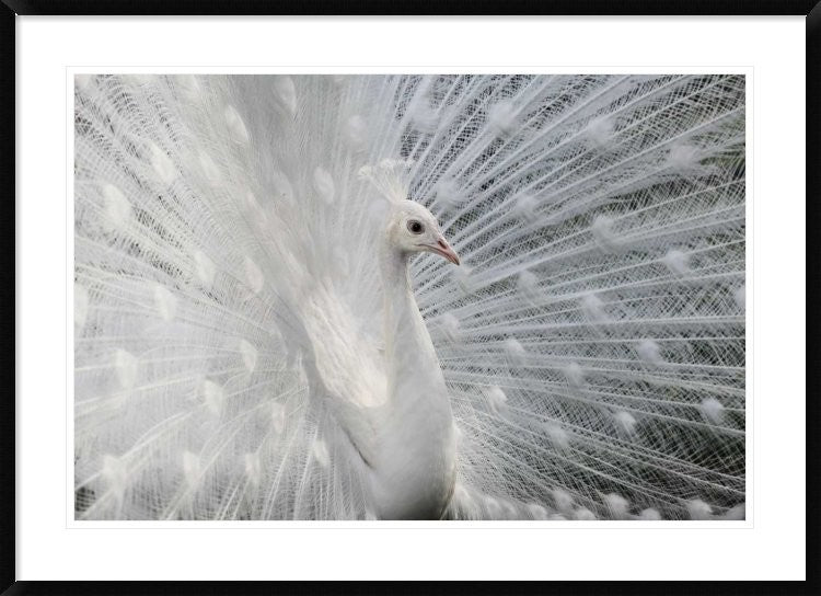 "As White As Snow" Framed Digital Print by Victoria Ivanova, 44x32"