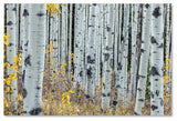 Pierre Leclerc 'Forest Of Aspens' Canvas Art, 47x30