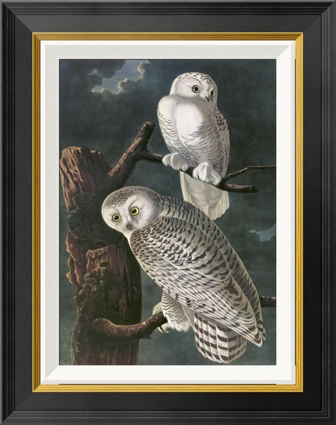 "Snowy Owl" Framed Canvas Giclee by John James Audubon, 18"x22"