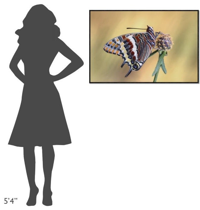 "La Mariposa Del Madroa" Framed Canvas Giclee by Jimmy Hoffman, 37x25"