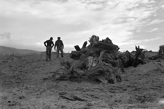 Clearing The Forest - Paper Poster 20" x 30"
