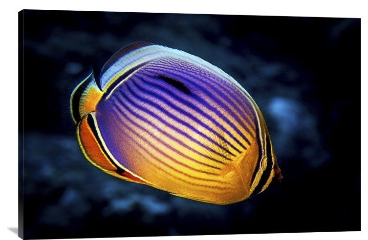 "Butterflyfish" Stretched Canvas Giclee by Barathieu Gabriel, 36x24"