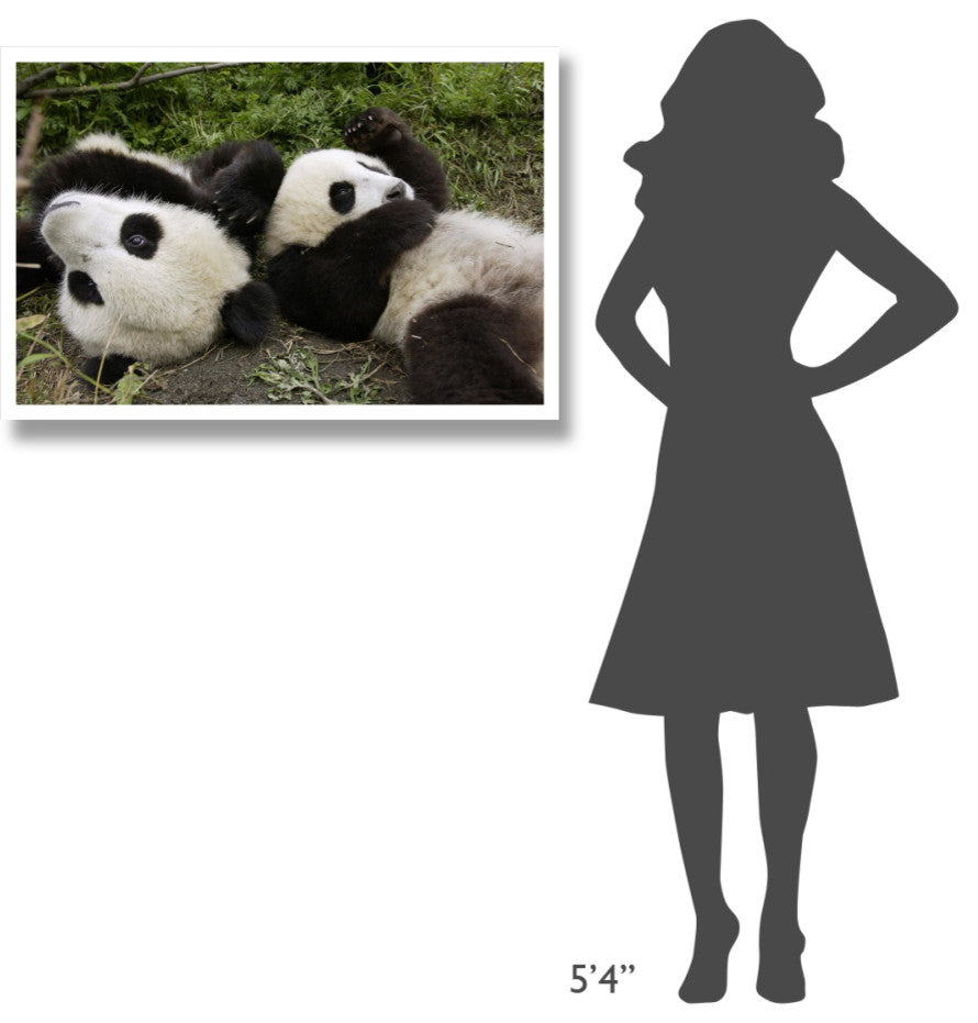 "Pair of young pandas playing, Wolong Nature Reserve, China" Paper Art, 38"x26"