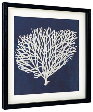 Sea Fan, Shadow Box, Sea Fan 2