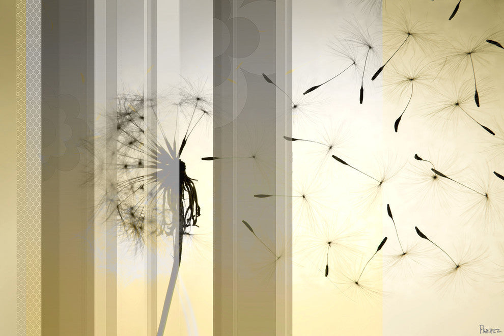 "Dandelion" Fine Art Canvas Print, 60"x40"