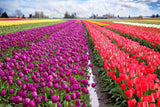"Skagit Valley Tulips" Print on Canvas by Sylvia Cook
