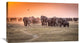 "Amboseli Morning Stroll To Starbucks" Canvas by Jeffrey C. Sink, 36x21"