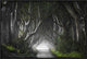 "Dark Hedges" Framed Canvas Giclee by Nicola Molteni, 31x21"