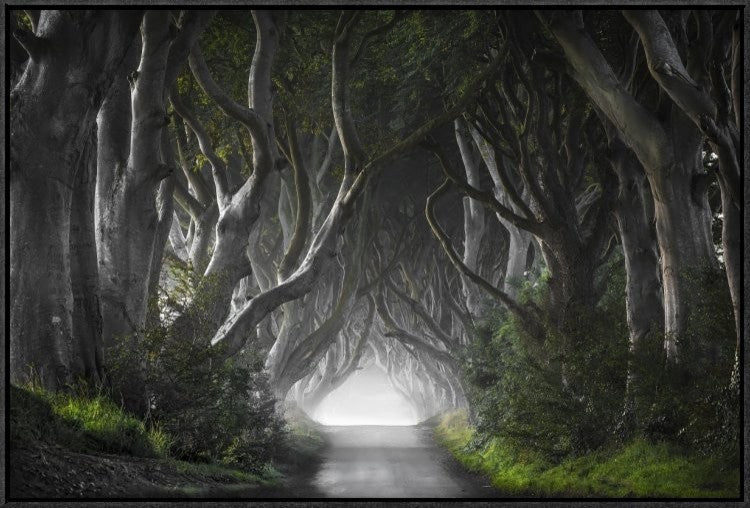 "Dark Hedges" Framed Canvas Giclee by Nicola Molteni, 31x21"