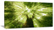 Sunlight Peeking through Green Tree, Landscape Canvas Art Print, 40x20