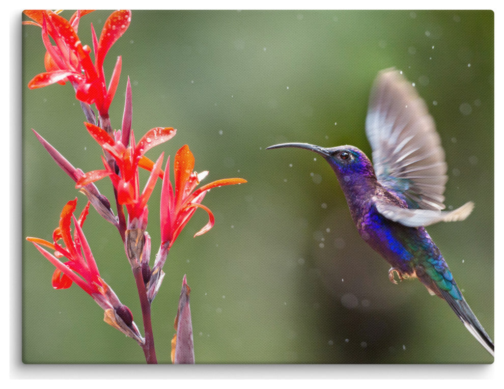 Hummingbird with Little Red Flowers Wildlife Photograph Canvas Wall Art Prints, 12" X 16"