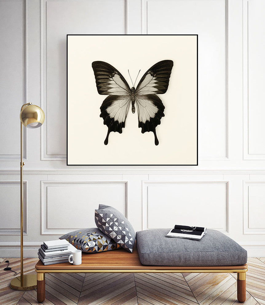 "Butterfly Iii Bw Crop" Art Block Framed Canvas, 30"x30"
