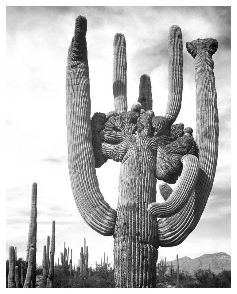 "Cactus and surrounding area Saguaros, 1941-1942" Paper Art, 20"x24"