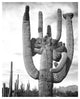 "Cactus and surrounding area Saguaros, 1941-1942" Paper Art, 20"x24"