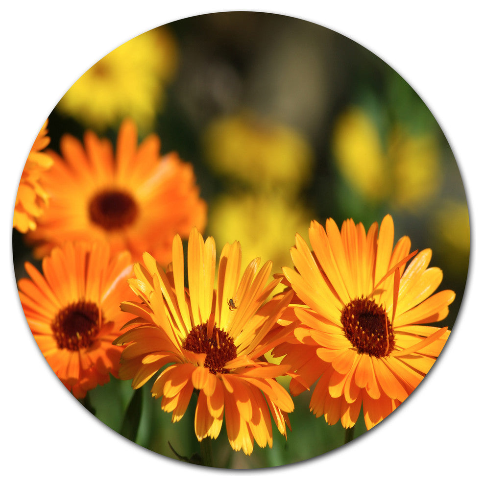 Blooming Orange Marigold Flowers, Floral Disc Metal Wall Art, 11"