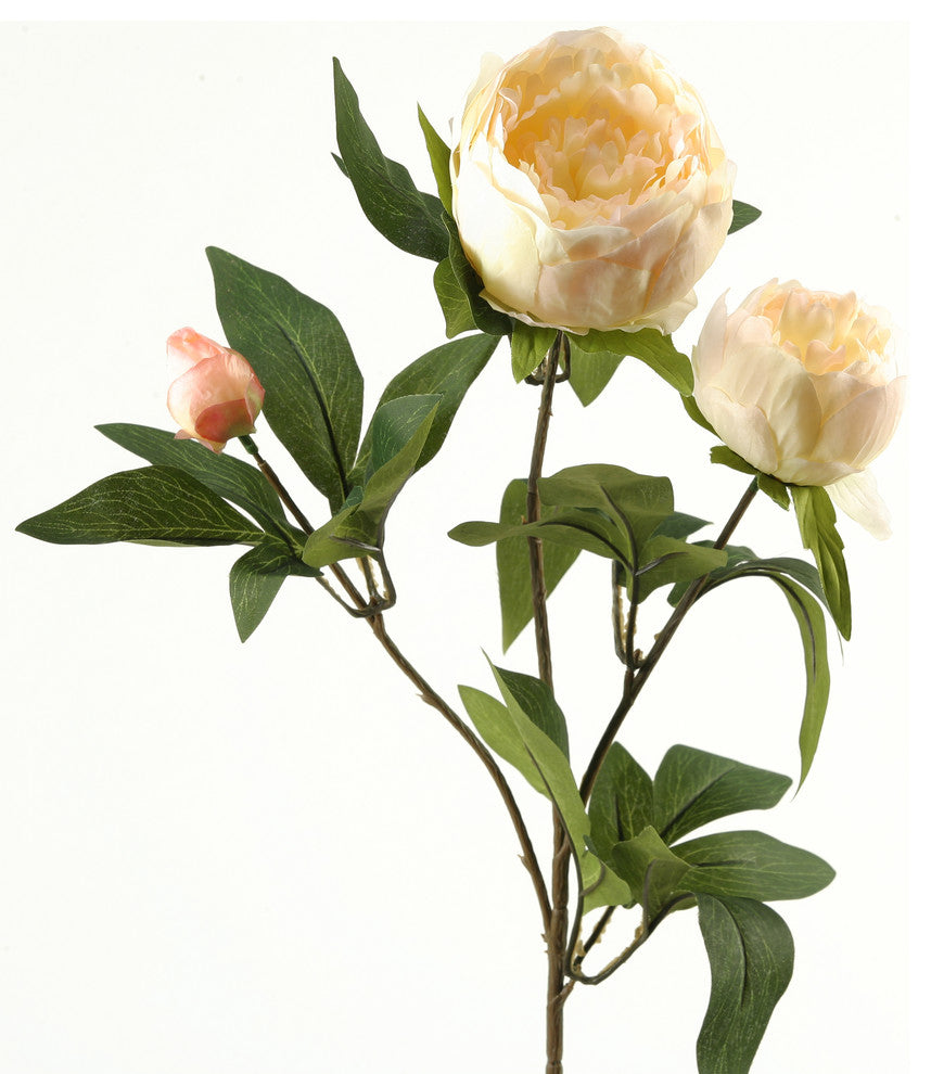 Cream Peony, Set of 3