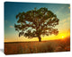 Big Green Tree in Summer Field, Trees Canvas Art Print, 20"x12"