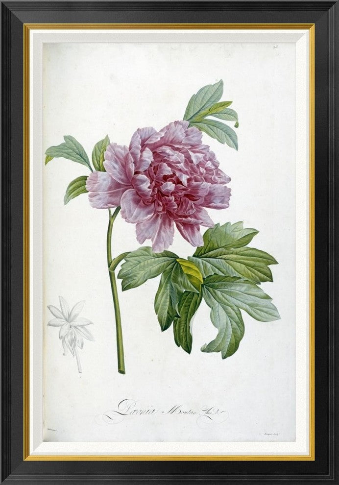 "Engraving of a Peony" Framed Canvas Giclee by Pierre Joseph Redoute, 25x36"